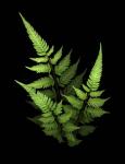 3 Ferns