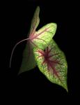 Caladium Leaves 3