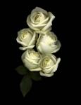 White Roses