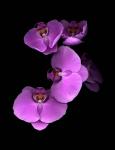 Pink Orchids