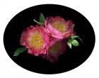 3 Peonies '08 4