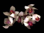 Pink & Fushia Orchid 1