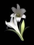 Easter Lilies 3