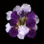 Iris Reconstructed