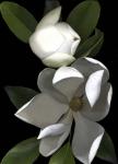 White Magnolia 2