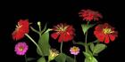 Mixed Zinnias