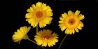 Yellow Gerbera Daisies