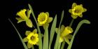Daffodils 4