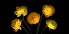 Yellow Ranunculus 3