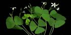 Shamrocks