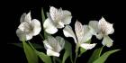 White Alstromeria