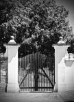 Wooden Gate Black and white