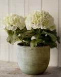 Potted Hydrangea