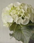 Hydrangea I