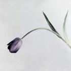 Tulip I