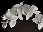 Orchids