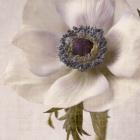 Linen Flower II