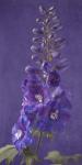 Purple Foxgloves 1