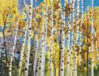 Aspen In Blue Sky