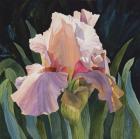 Pink Iris