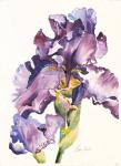 Purple Iris with Bud