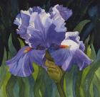 Purple Iris