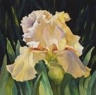 Yellow Iris