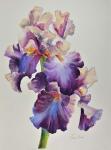 Florentine Iris