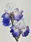 Royal Storm Iris