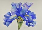 Ruffled Iris