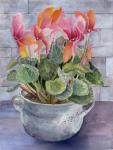 Cyclamen in Pot