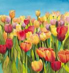 Tulips in Blue Sky