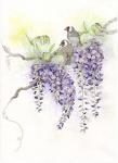 Wisteria