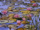 Water Lilies