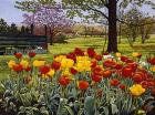 Tulip Garden