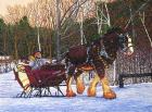 Sleigh Ride At Letchworth Park, Ny