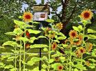 Sunflowers And Birdhouse