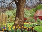 Tulips And Daffodils, Boston Ny