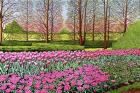 Tulips At Longwood Gardens I, Kennett Square Pa