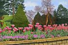 Tulips At Longwood Gardens III, Kennett Square Pa