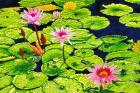 Water Lilies II