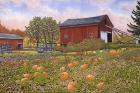 Pumpkin Patch