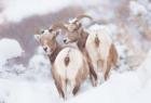 Bighorns Two