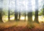 Blurred Trees