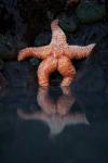 Starfish Reflection 2