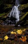 Waterfall Maple Leaves