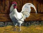 Bantam Rooster