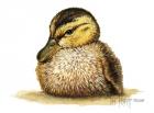 Duckling