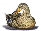 Mallard Duck