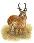 Pronghorn